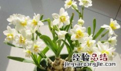 水仙花的养殖方法 水仙花的养殖方法水培多久开花