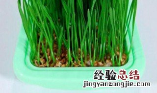 水培小麦种子种植方法视频 水培小麦种子种植方法