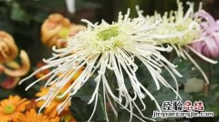 花中隐士是什么花