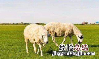 肉羊养殖新方法 养殖羊的方法