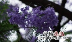 蓝花楹种植注意什么 蓝花楹的养殖方法和注意事项