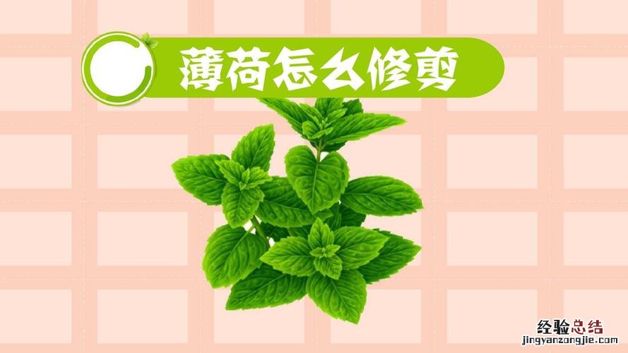 金鱼草吊兰怎么养,能爆盆吗