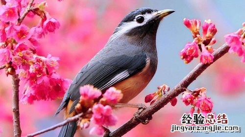 沙暖睡鸳鸯的上一句