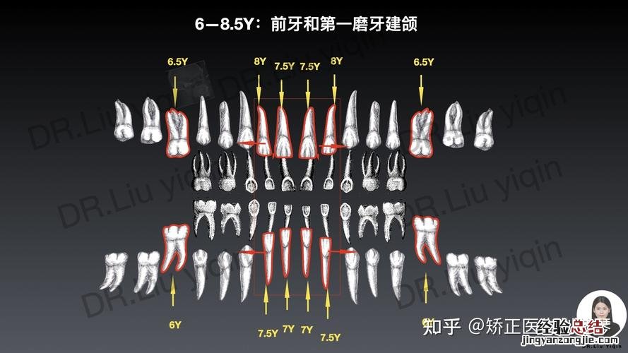 蚊子有多少颗牙齿
