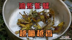 蚱蜢吃什么食物