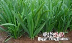 韭菜种植方法 韭菜怎么种植