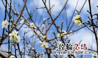 腊梅花怎么保存 保存腊梅花方法