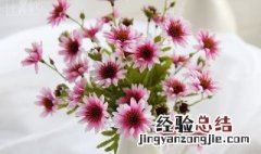 小雏菊花能放房间里吗? 小雏菊花能放房间里吗冬天