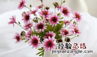 小雏菊花能放房间里吗? 小雏菊花能放房间里吗冬天