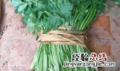 捆香菜方法 香菜介绍