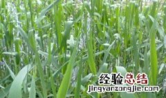 芦苇施肥方法 芦苇施肥方法是什么