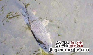 海竿钓青鱼窍门 窍门如下