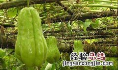 自种佛手瓜方法 佛手瓜的种植方法介绍