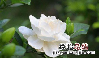 小叶栀子花越冬最低温度是多少 小叶栀子花耐寒最低温度