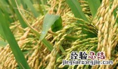 草本植物种类有哪些 草本植物种类有哪些图片