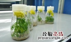 植物组织培养的过程 植物组织培养的过程高中生物