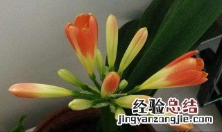 君子兰花粉怎么保存 这样可以长时间保存