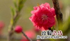 怎么样桃花运会好 方法教给你