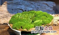 青苔爆缸的最佳方法 青苔爆缸的最佳方法是什么