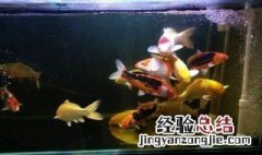 水族箱锦鲤喂食的正确方法 水族箱锦鲤喂食的正确方法图解