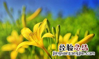 什么是黄花磷酸 什么叫黄花磷酸