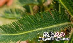 铁树会开花嘛要多少年开一次 铁树一般几年开一次花