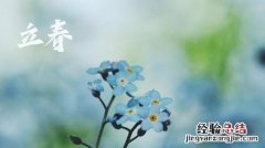 立春的代表花是什么花