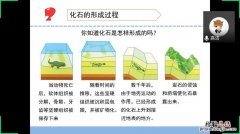 有关化石的知识有哪些