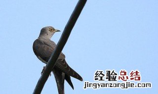 七夕布谷鸟什么梗 七夕布谷鸟是什么意思