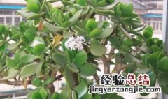 玉树开花象征着什么 玉树开花代表啥意思