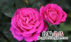 茶花栽种方法 茶花栽种方法简述