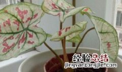 花叶竹芋的养殖方法和注意事项 花叶芋养殖方法和注意事项