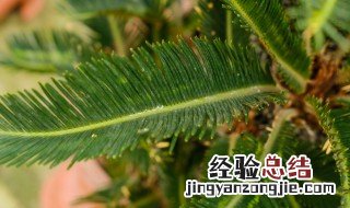 铁树的养殖方法和注意事项有哪些 铁树如何种植养护