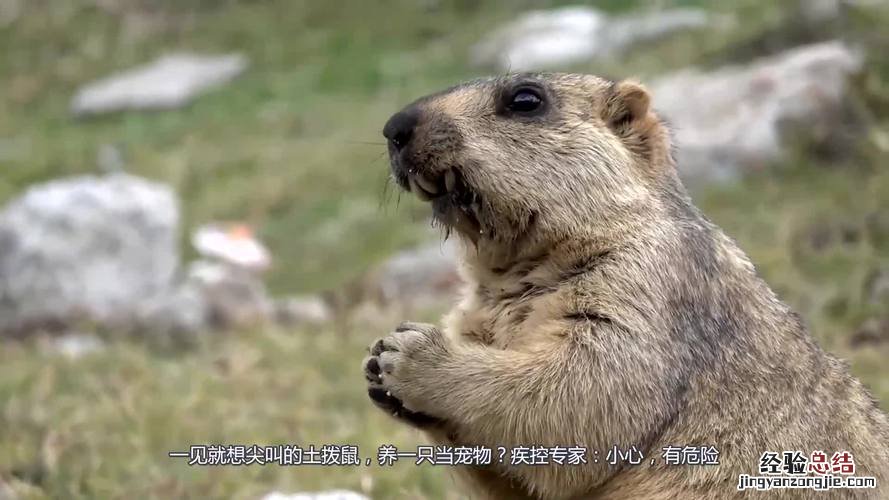 土拨鼠能当宠物吗