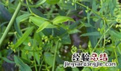 柴胡怎么种植 柴胡种植方法介绍