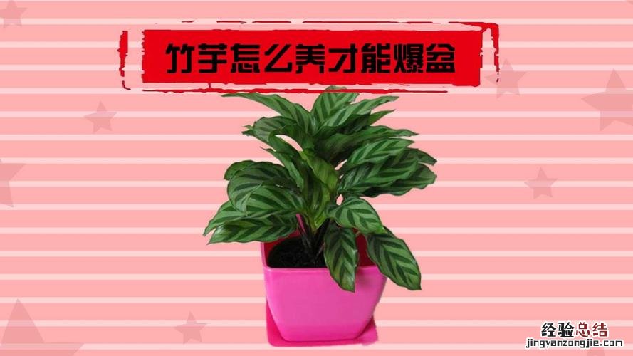 双线竹芋叶子卷了怎么办