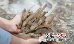 用矿泉水瓶子冻虾放水吗 矿泉水瓶冻虾要放水吗