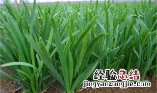 韭菜载植方法 有什么种植的技巧