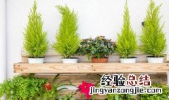 秋海棠什么时候种植 秋海棠花如何种植几月份开花