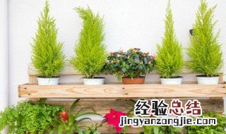 秋海棠什么时候种植 秋海棠花如何种植几月份开花