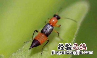 被隐翅虫咬了怎么办 方法教给你