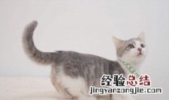 猫摇尾巴是什么意思 猫摇尾巴的三种含义