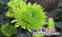 绿菊花的花语和寓意是什么 绿菊花的花语和寓意