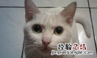 梦见猫是什么预兆 梦见猫的预兆介绍