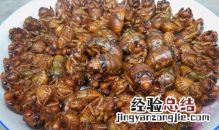 知了的储存方法 知了的储存方法图解