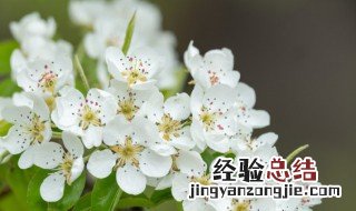 梨花长什么样子 梨花的样子长怎样的