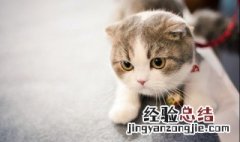 为什么养猫就没有蟑螂 家里养猫没呀蟑螂的原因