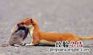 家里进黄鼠狼好不好 你知道吗
