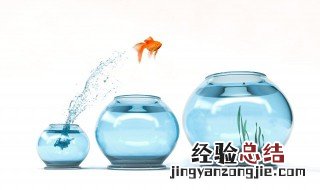 如何选购鱼缸加热棒 如何选购鱼缸