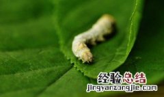 家蚕蜕去的皮实际上是什么 家蚕蜕去的皮是什么